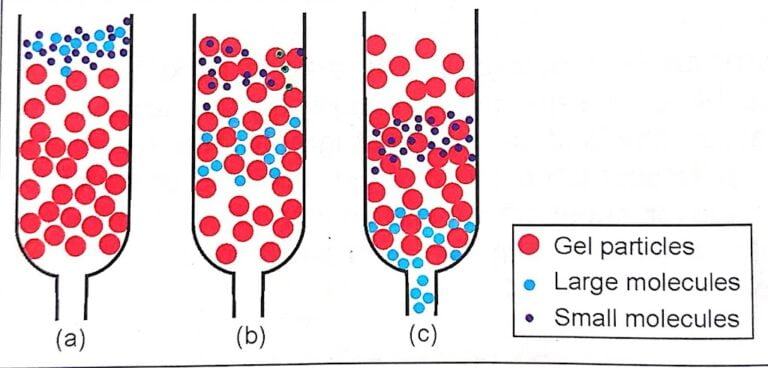 Size Exclusion Chromatography