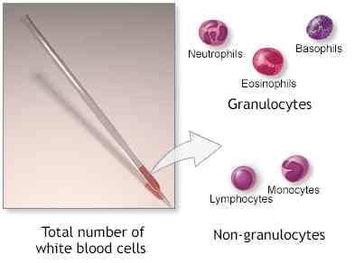 differential leucocyte count