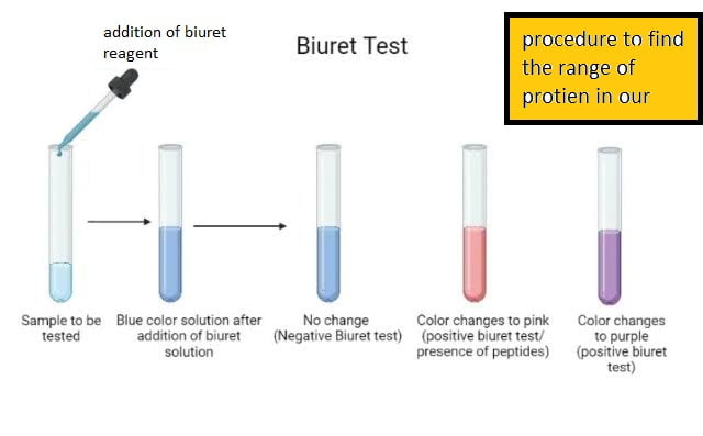 biuret test for protein determination