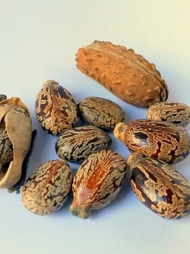 DID YOU KNOW HEALTH BENIFIT OF CASTOR OIL